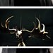 Deer Antlers, Reindeer Skeleton, Moose Antlers, White, Bones, Animal Skull, Macabre Decor, Gothic Decor, Dystopian Street Print, Any Size