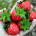 Wooden Play Food: 8 Strawberries