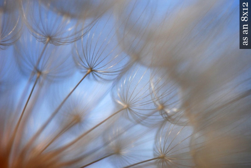Dandelion Sails - 8x10 or 8x12 botanical photograph - flower detail blue summer wish dream weed nature art photography