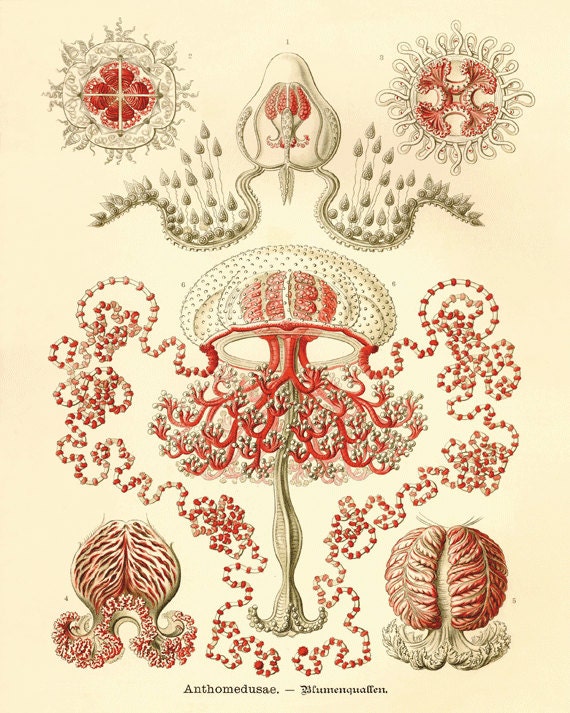 Jellyfish Vintage prints old prints Nautical art print Ocean Decor Natural History sea life art antique prints nature print 8x10 art print