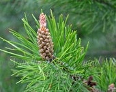 Nature Photography Ponderosa Pine Fine Art Photography 5 x 7 Print Green Evergreen Ponderosa Pine Pinecone Promise