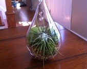 Tilandsia Air Plant Hanging Globe Terrarium kit