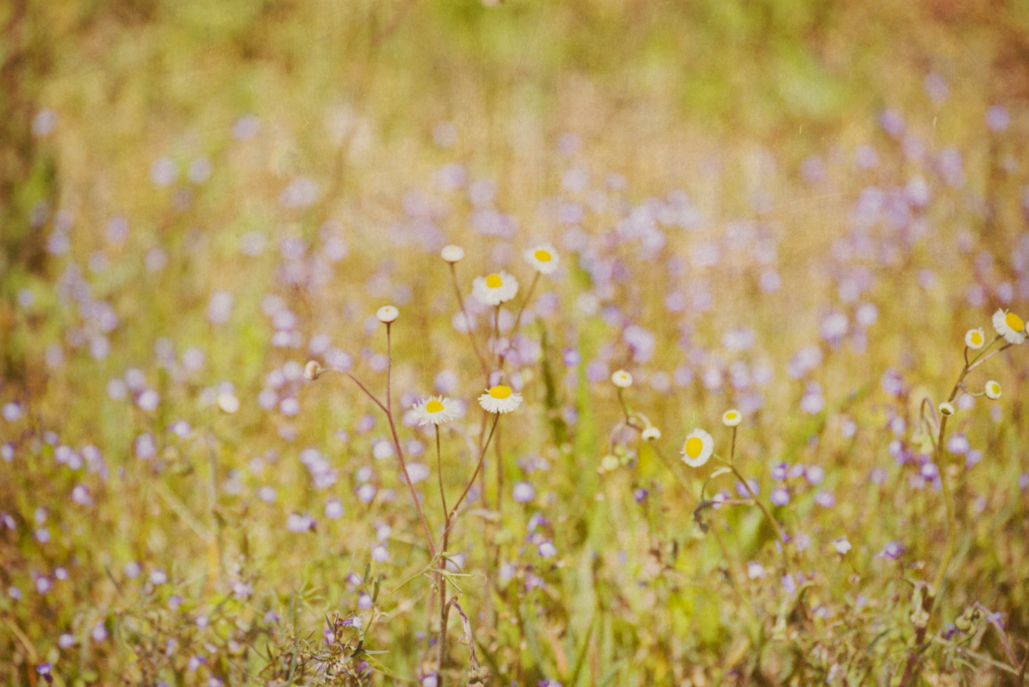 Landscape Photography - Nature - Fine Art Photograph - Wildflowers - 11 x 14 photo by Stacy White Photography