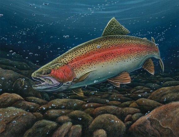 Items similar to Stonefly Rainbow Rainbow Trout 20x16 art print on Etsy