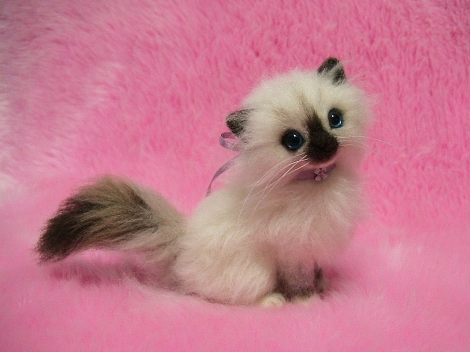 teacup ragdoll