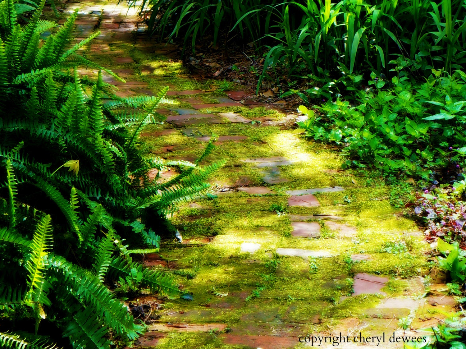 Sunny Path/Fine Art Photo Print/Photography/Moss/Green/Nature/Fern/Garden - PointofViewCreations