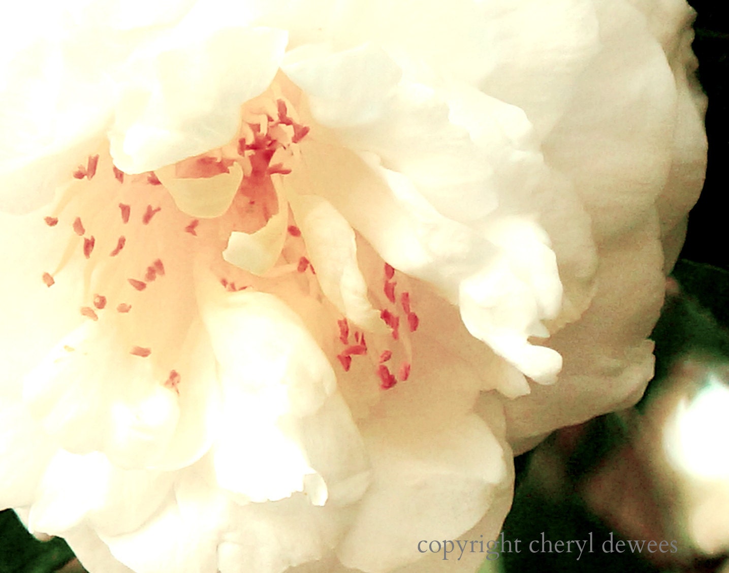 Blush/Fine Art Photo Print/Photography/Flower/Bloom/Pink - PointofViewCreations