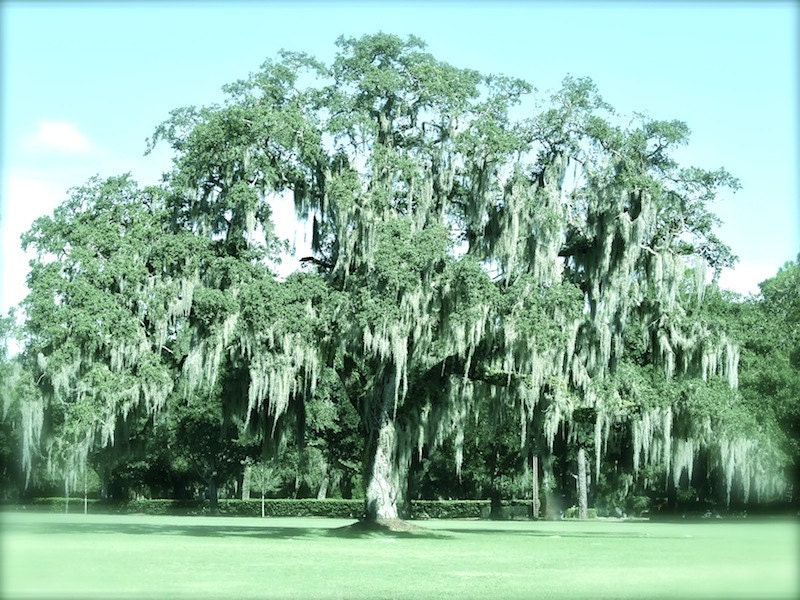 Nature Photography, Garden Photography, Fine Art, Oak Tree, Cottage Chic, Farmhouse Decor, Green, Aqua Blue, Landscape, Art Print