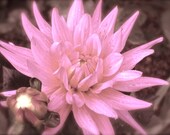 Nature Photography, Garden Photography, Flower Art, Fine Art, Springtime, Cottage Chic, Pink Blossom, Landscape, Art Print