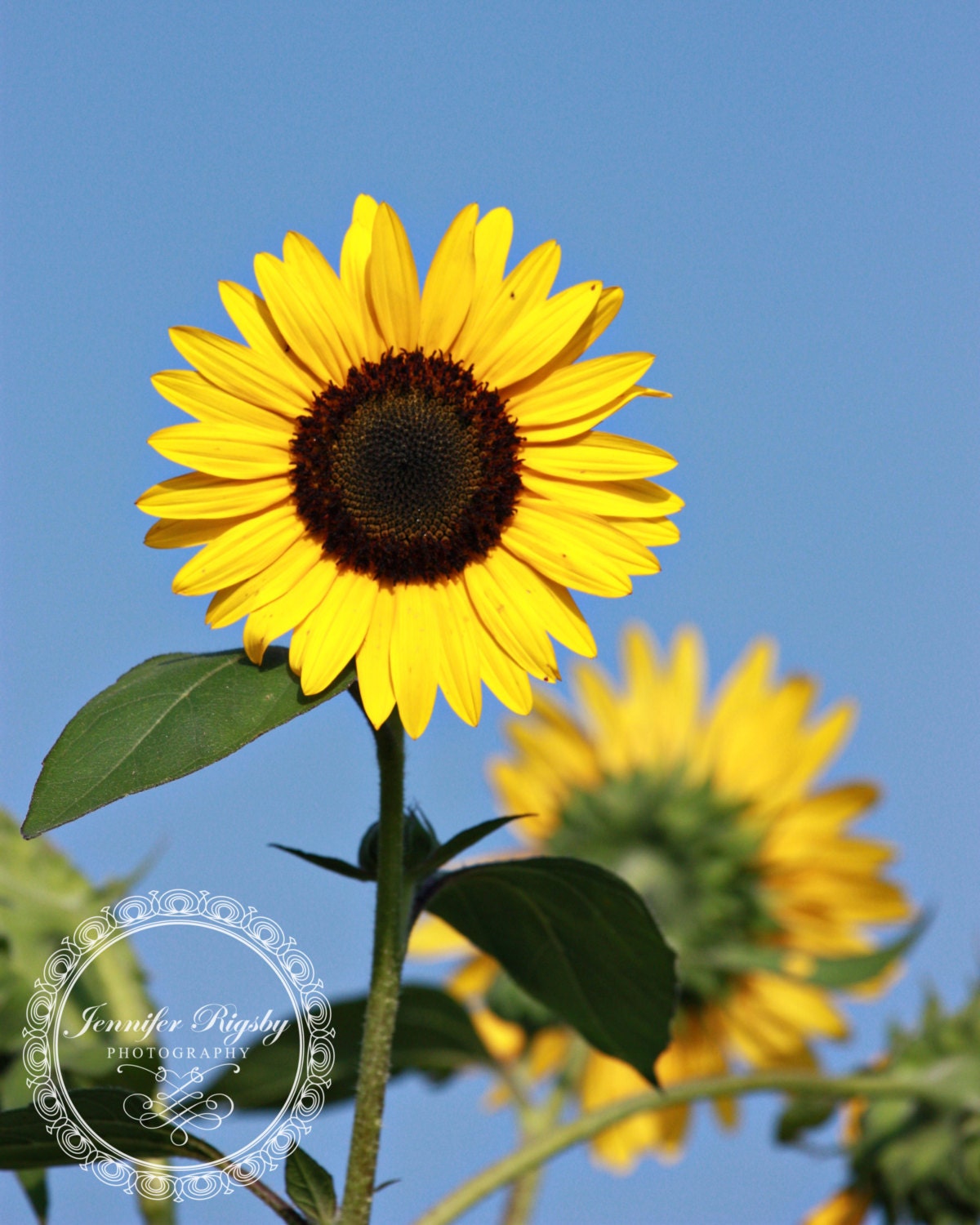 Spread the JOY - 16x20 Print, Sunflower, Blue Sky, Sunshine, Floral, Yellow, Happy, Bright, Vibrant, Joy, Sun, Nature Photography