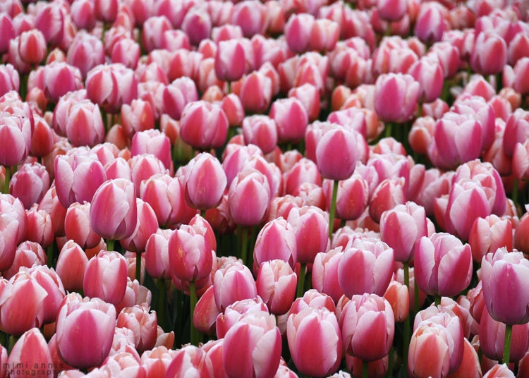 Pink Tulip Field, Fine Art Print, 5x7, Flower Photography, Spring Decor, Living Room Decor