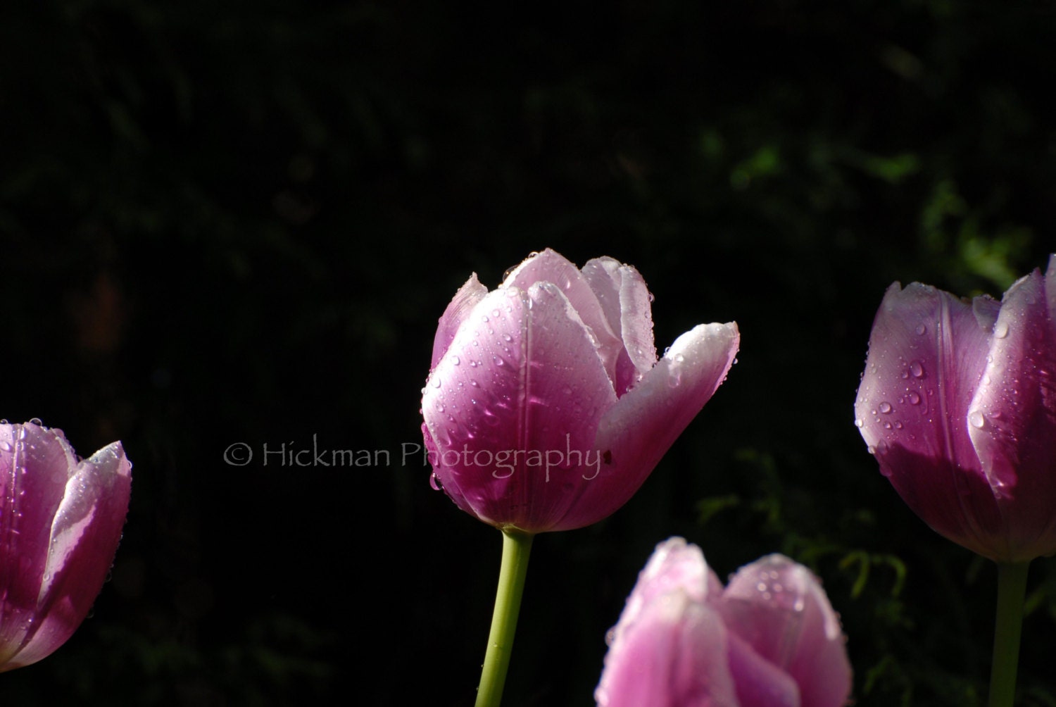 Rainy Tulips - Fine Art Photography - Floral - Nature - Home Office Decor - 8 X 12