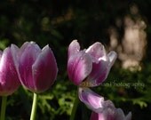 Rainy Tulips 3 - Fine Art Photography - Floral - Nature - Home Office Decor - 8 X 12