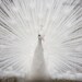 White Peacock - centered