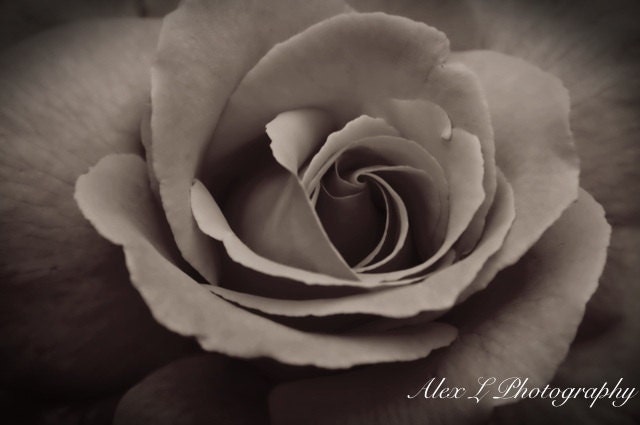 Black and White Rose Photography - flower wall art - black and white spring autumn art prints flower decor fine art - 8x10 Photograph
