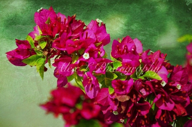 Flower Photography - pink wall art - pink green spring summer art prints floral decor fine art - 5x7 Photograph