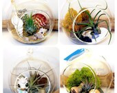 Air Plant Terrarium Kit Gift Set Of 3 Hanging Glass Orb - Tillandsia AirPlant Wedding Thank You Birthday Housewarming Gift