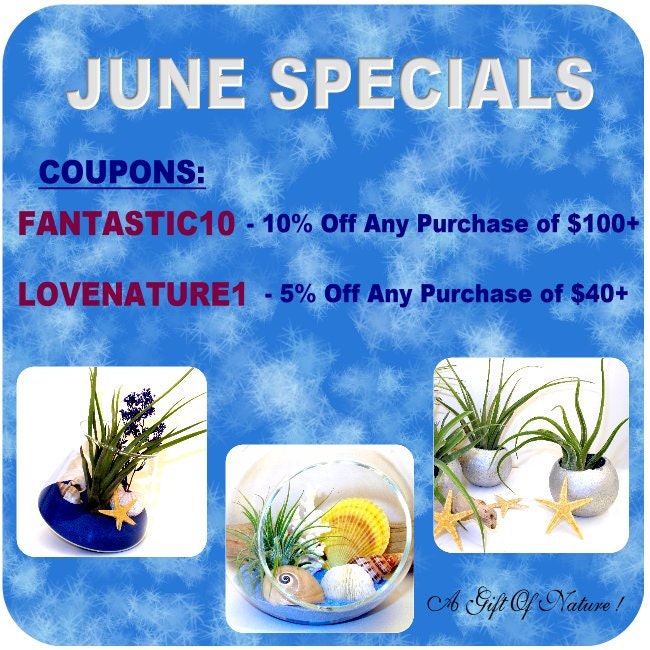 June Sale - Tillandsia Air Plant Terrarium Kit - AirPlant Favor - Sea Urchin Air Plant Gift - Hanging Glass Orb - Father's Day Gift