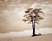 Landscape Photography - brown sepia beige rustic  tree spring fine art photo print cloud wall art - 8x10 Photograph  home decor