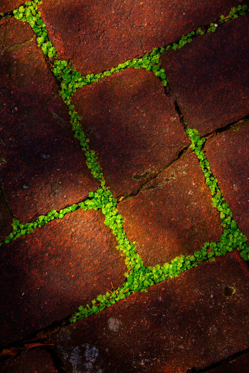 Life Finds a Way - 8x10 Fine Art Print - bricks, antique, life, clovers, green, red, botanical, photograph