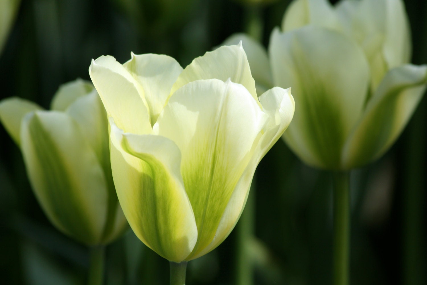 White Tulips