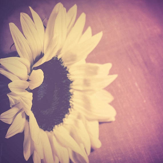 Sunshine Yellow Sun Flower Summer Fine Art Print Photography Wall Decor Sun Flower Wedding