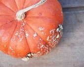 Golden Nugget Pumpkin - Photo Print 8 x 10 Orange vegetable