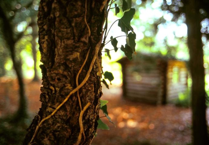 Cottage Vines, Nature Photography, Rustic, Woodland, Trees, Vines, Summer, Country, Folk, Film, 8.5 x 11 Fine Art Print