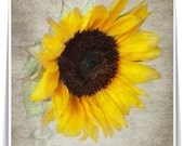Sun Flower Photography Still Life  Sun Flower  Wall Decor Nature Photography Botanical Fine  Art Print, 8x8 - Sun Flowers 1 To the right 2 T