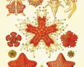 Starfish vintage art nautical art  Ocean art Sea beach art Antique wall decor  nature print natural history art Home decor art  8x10