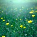 Buttercups at Versailles