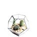 Geometric Dodecahedron Dome Terrarium Planter in Recycled glass. Perfect for cactus, succulents, airplants. Birthday gifts, wedding favours.