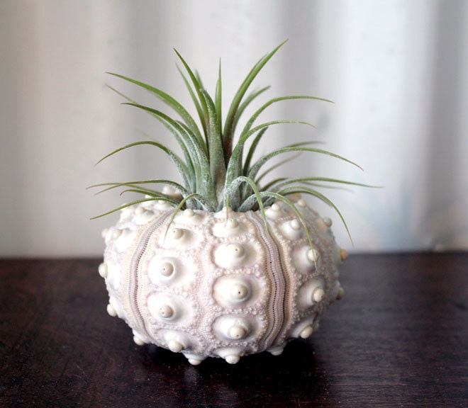 large pineapple // air plant tillandsia // sea urchin terrarium