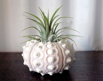 large pineapple // air plant tillandsia // sea urchin terrarium
