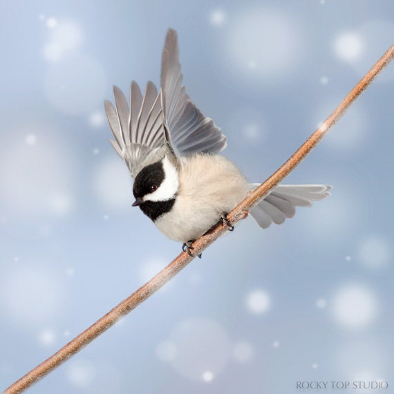 Winter Bird Print, Winter Photo, Bird Photography, Winter Art, Woodland Animal Photography, Forest Animal Art Print, Chickadee Bird Art