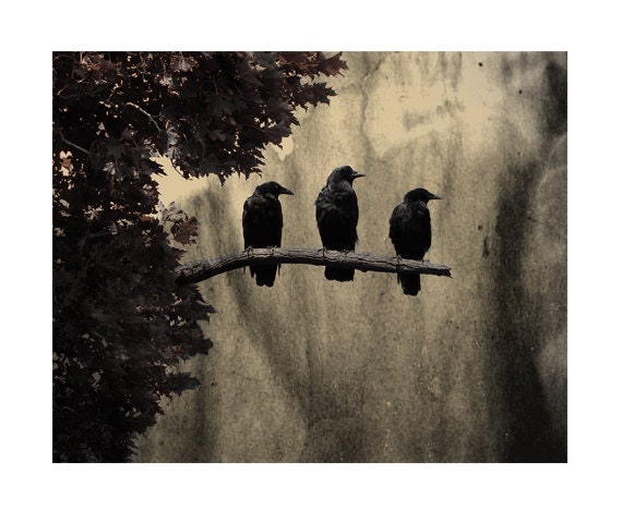 Ravens Photograph, Three Crows, Nature Art, Vintage Style, Aged Colors, Grunged - Three Like Minded Ravens