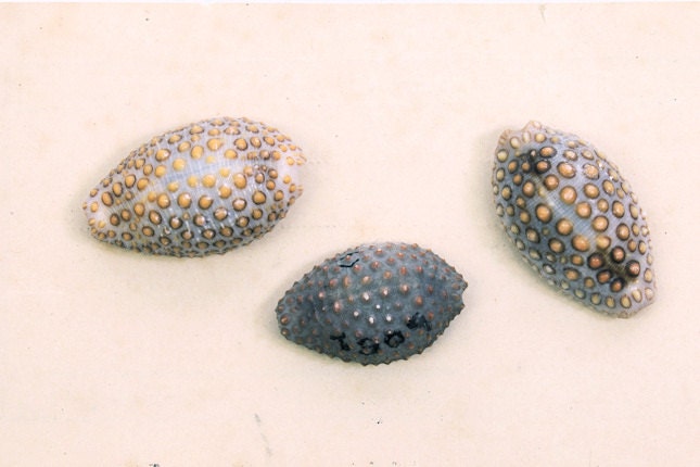 Beach Inspired Natural History Shell Specimen Print - Cowries - 8x12