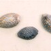 Beach Inspired Natural History Shell Specimen Print - Cowries - 8x12
