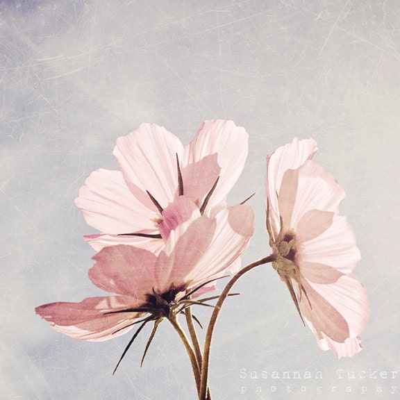 You are my pink sunshine - 8x8 pale pink cosmos flower photo - spring summer room decor, wall art, pastels