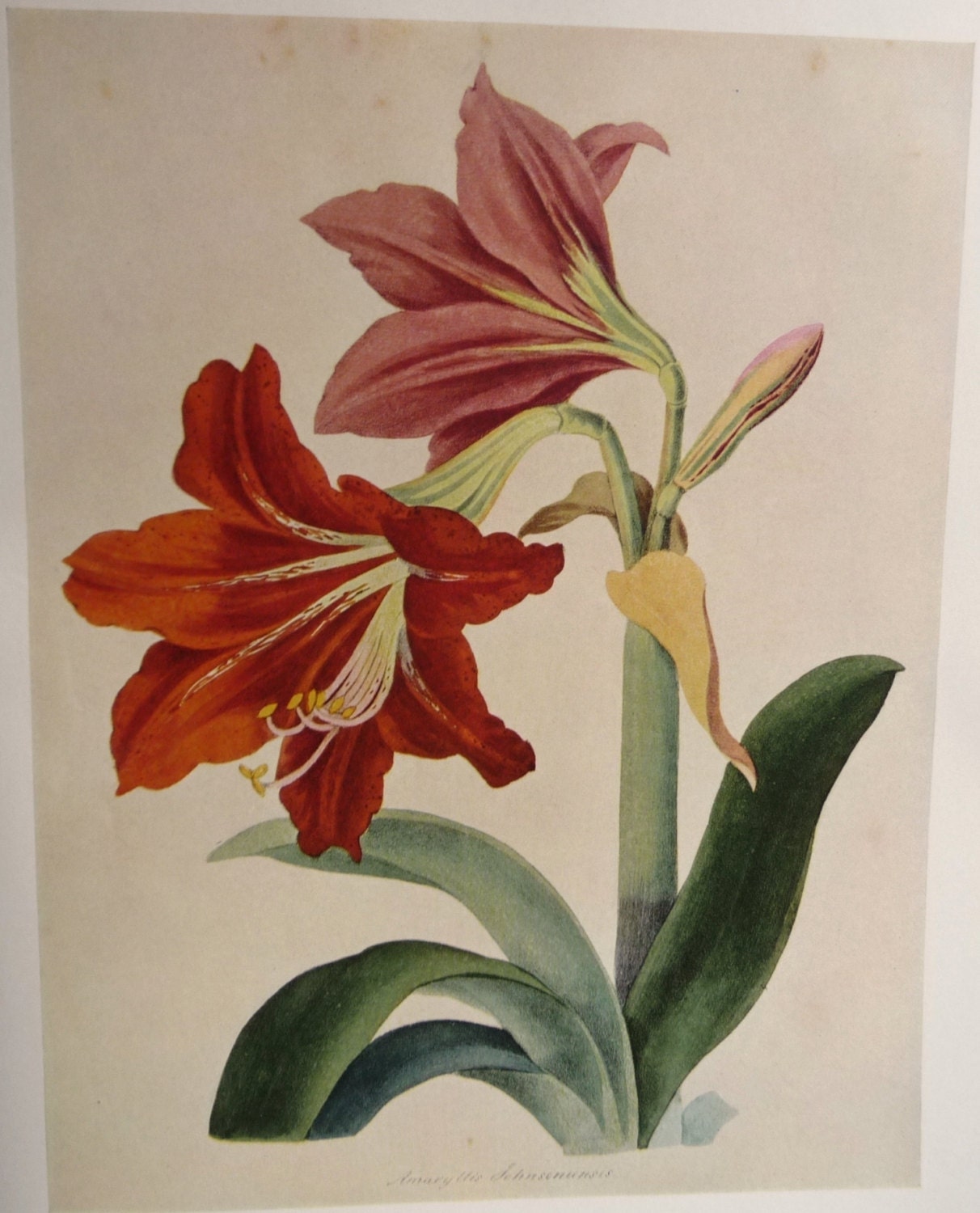 Vintage 'Hybrid Amaryllis' Botanical Illustration - Red Blooming Flowers Painting - 19th Century - Winter Holiday Floral Art Print