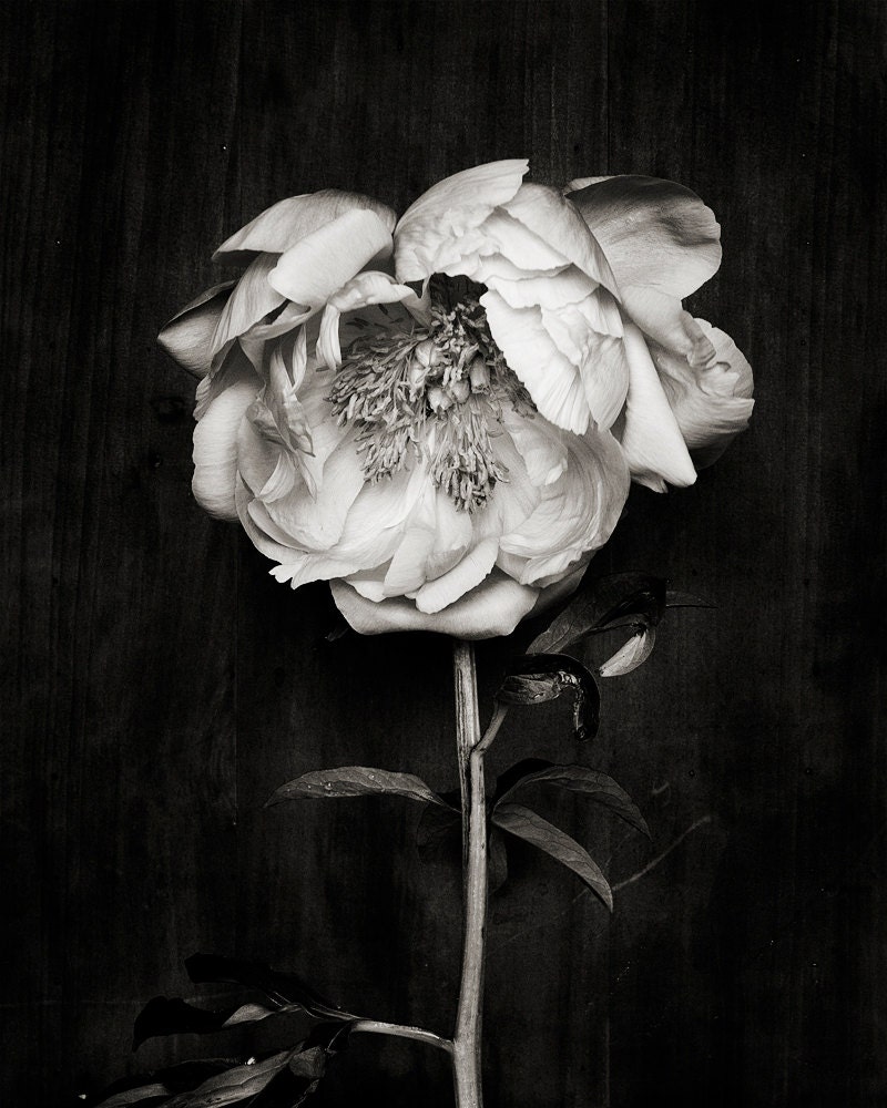 Botanical Black and White No. 5811