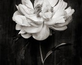 Botanical Black and White No. 5820