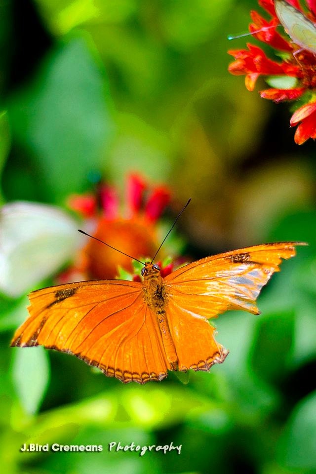 With Broken Wings 12x18 photograph