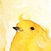 Yellow bird - A4 print after my original painting 10x12 inch