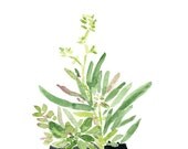 original watercolor painting, Succulents in Black planter, art, zen, calm, Green, home decor, minimalist art, home garden
