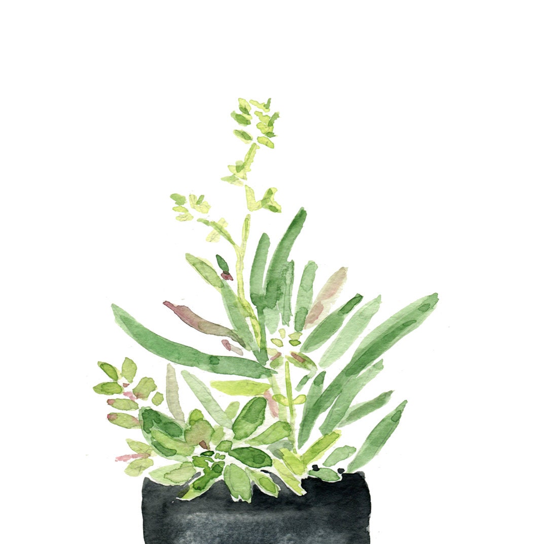 original watercolor painting, Succulents in Black planter, art, zen, calm, Green, home decor, minimalist art, home garden