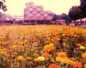 Blooms of Joy - 5x7 Yellow Orange Flowers Field Landscape Fine Art Photography Print - Pretty Floral Home Decor