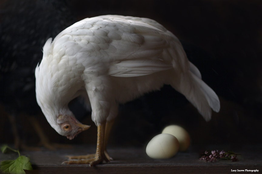 Black and White Photography of a White Hen Dutch Inspired Still Life 8x12 Photograph