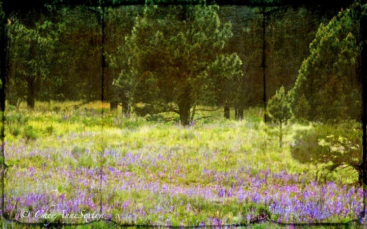 Purple Wildflowers  Landscape of Pine Forest 10x16  Purple Winds of the Forest Moreno Valle