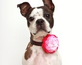 Ombre Rosette Dog Collar Accessories - Wedding Accessories For Dogs